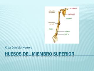 huesos extremidades..pdf